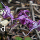 Illustration for article titled Is horny goat weed extract really a sexual stimulant?